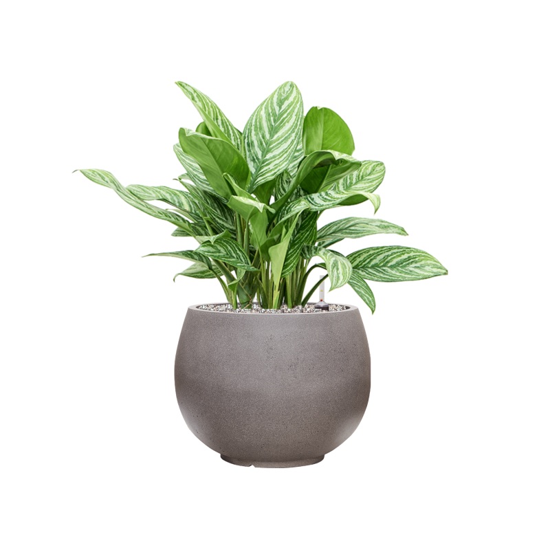 Aglaonema ‘Stripes’ in Rotunda Urban Office Plant With Pot 72cm Height 30.5cm Dia