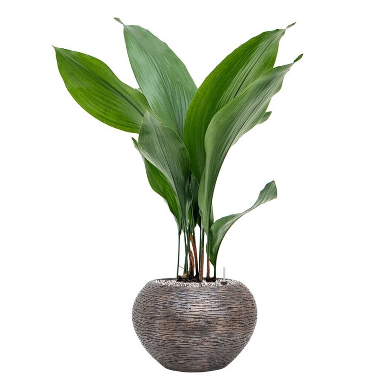 Aspidistra elatior in Baq Luxe Lite Universe Wrinkle Office Plant With Pot 79cm Height 18cm Dia