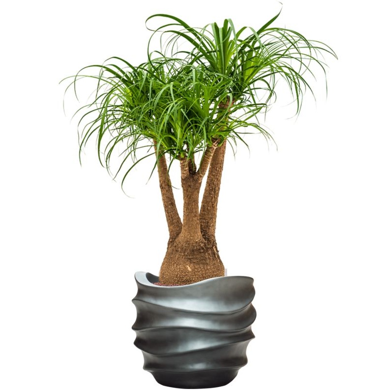 Beaucarnea recurvata in Baq Gradient Lee Office Plant With Pot 122cm Height 28.1cm Dia