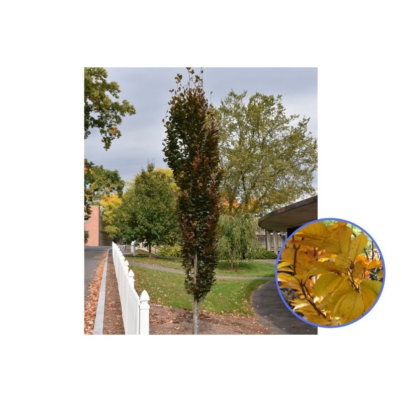 Beech-Dawyck Purple 3C