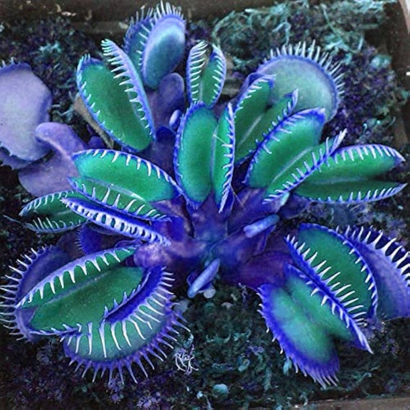 Blue Green Venus Fly Trap Seeds  Heirloom, Non-GMO Carnivorous Plant Seeds for Planting 100