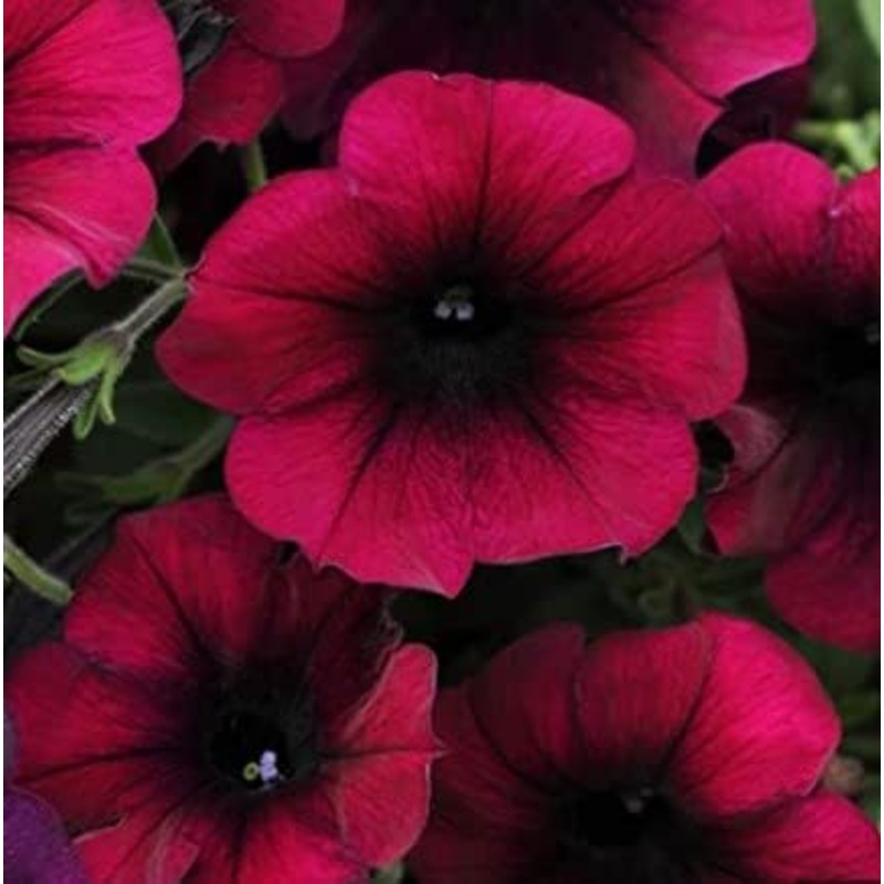 Burgundy Petunia Flower Seeds for Planting – Heirloom, NON-GMO Garden Seeds – Vibrant Blooms 100