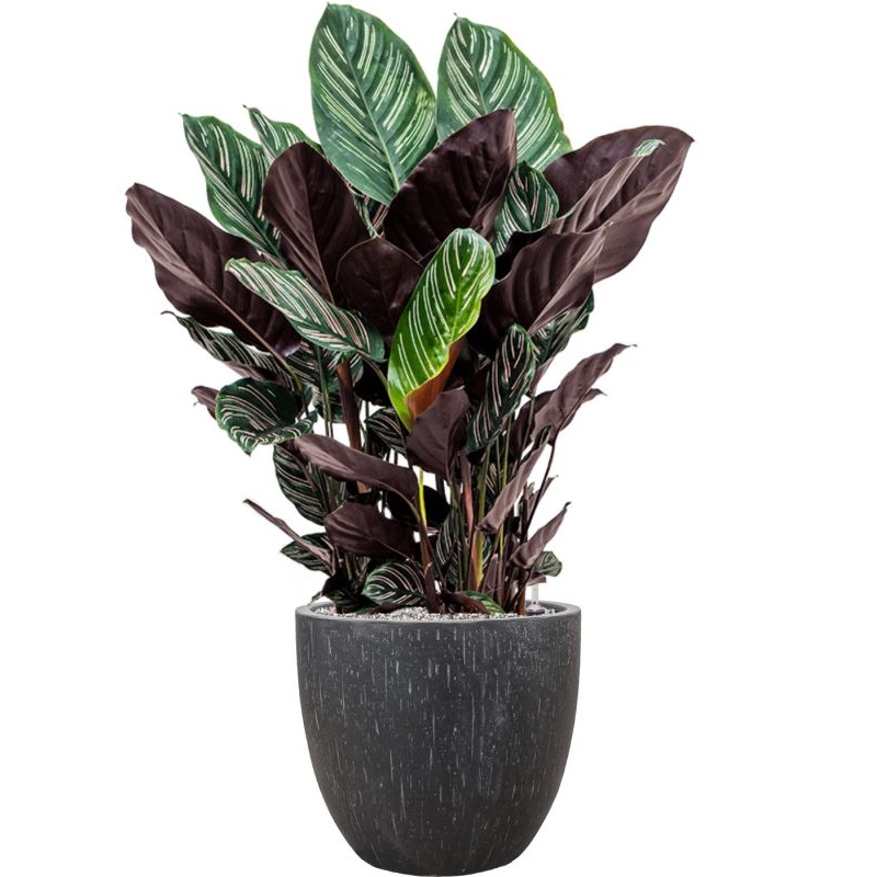 Calathea sanderiana in Baq Raindrop Office Plant With Pot 106cm Height 35cm Dia