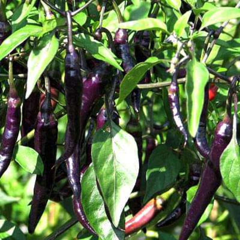 Chilli F1 Hybrid Deep Kali 6 – Vegetable Seeds