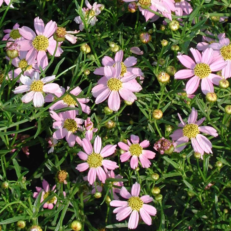 Coreopsis Rosea Flower Seeds for Planting, Heirloom, Non-GMO 100