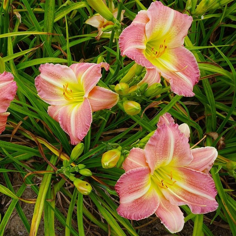 Daylily Flower Seeds 100 for Planting 100 100