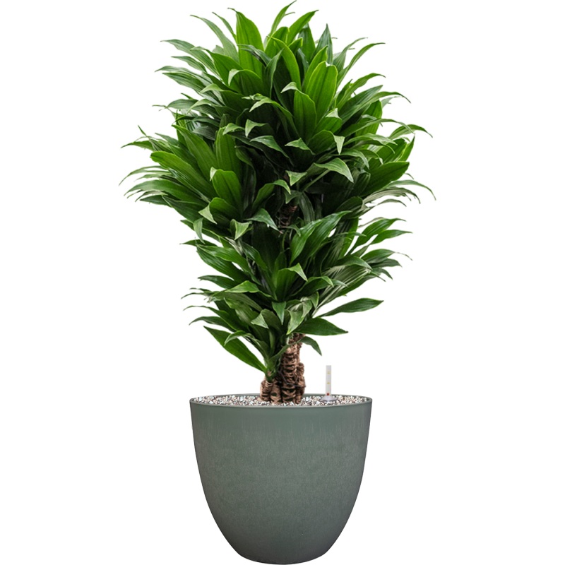 Dracaena fragrans ‘Compacta’ in Artstone Office Plant With Pot 79cm Height 27cm Dia