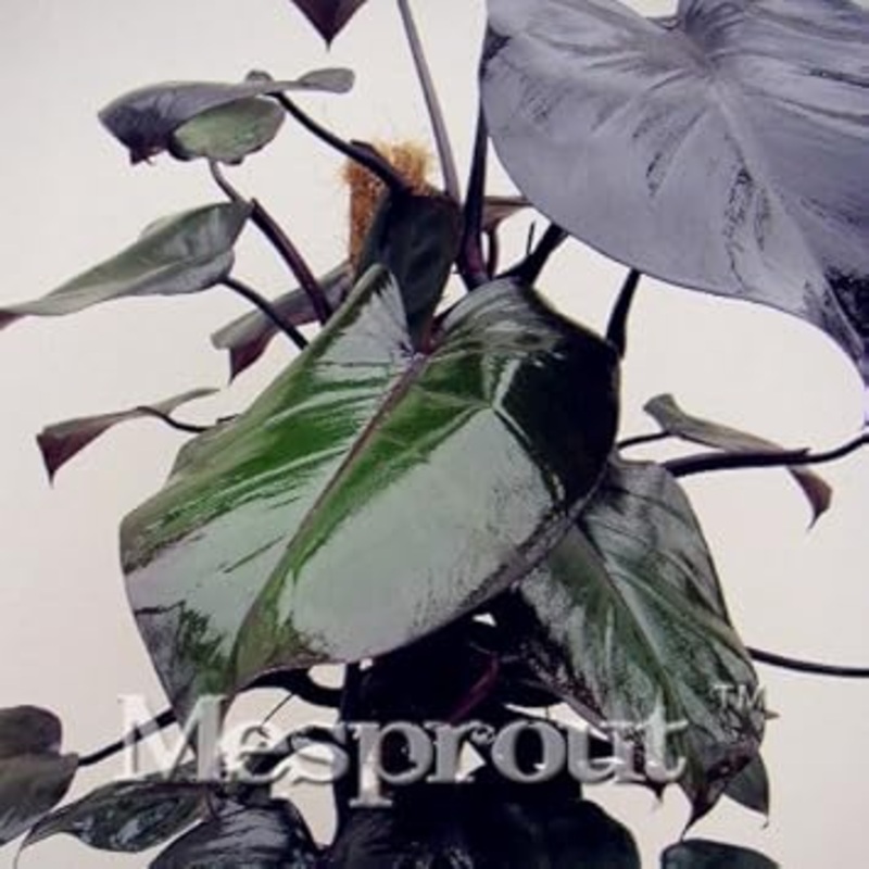 Green Philodendron Erubescens Plant Seeds  Heirloom, Non-GMO Seeds for Planting 100