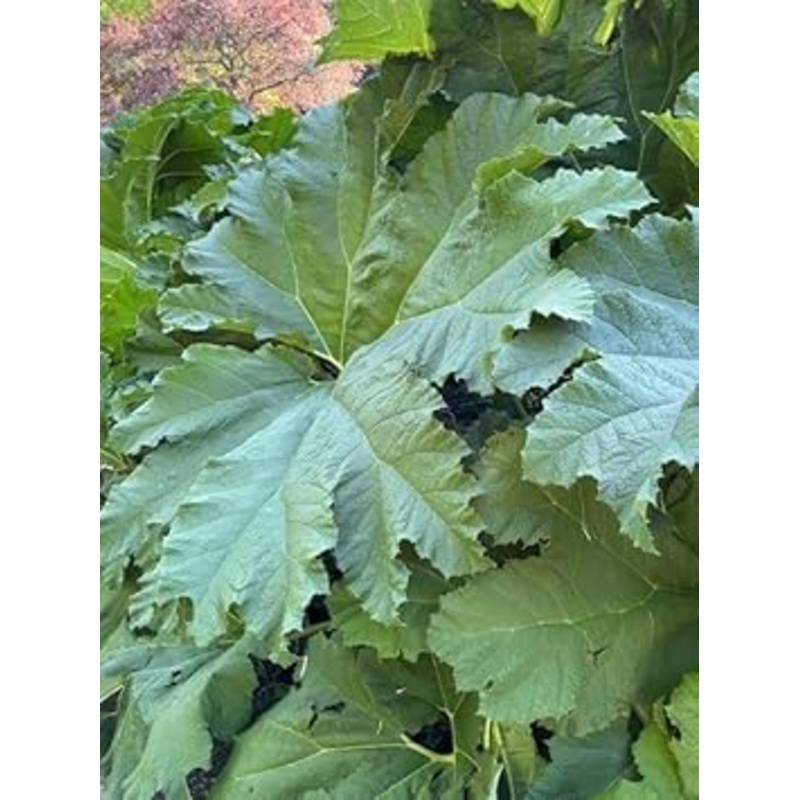 Gunnera Manicata Plant Seeds Heirloom Non GMO Planting – 100 100