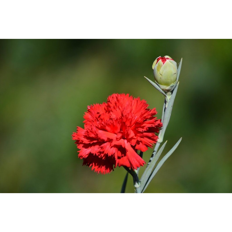 Heirloom Non-GMO Carnation Flower Seeds for Planting  Fragrant Long-Lasting Garden Blooms 100