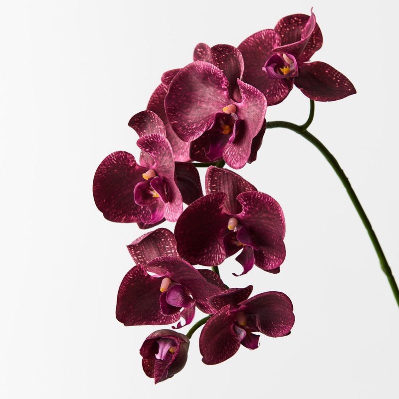 Heirloom Non-GMO Phalaenopsis Orchid Flower Seeds | Rare Maroon Blooms for Indoor Gardens 100