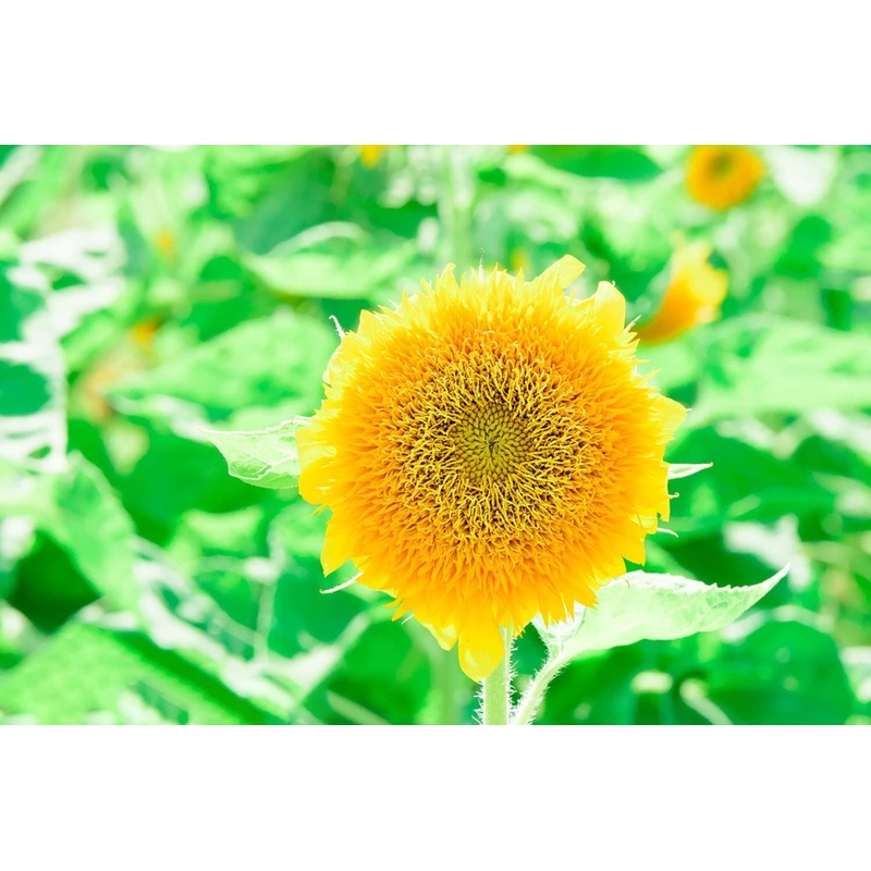 Helianthus Salicifolius Flower Seeds for Planting – 100 pcs 100