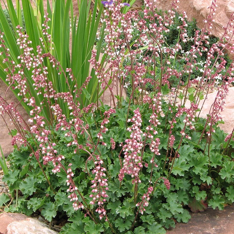 Heuchera Pulchella Flower Seeds for Planting – Heirloom, NON-GMO Seeds for Beautiful Gardens 100