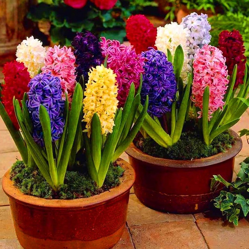 Hyacinth Flower Seeds for Garden Planting – NON GMO Seeds 100