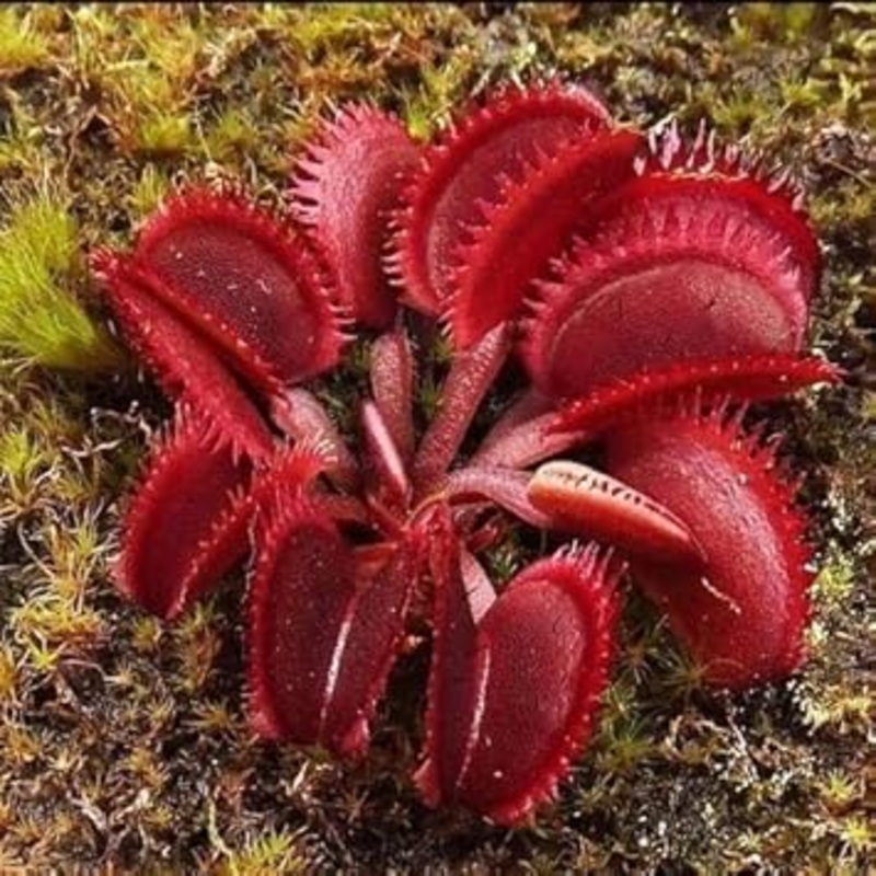 Insectivorous Plant Seeds for Planting – 100 pcs 100