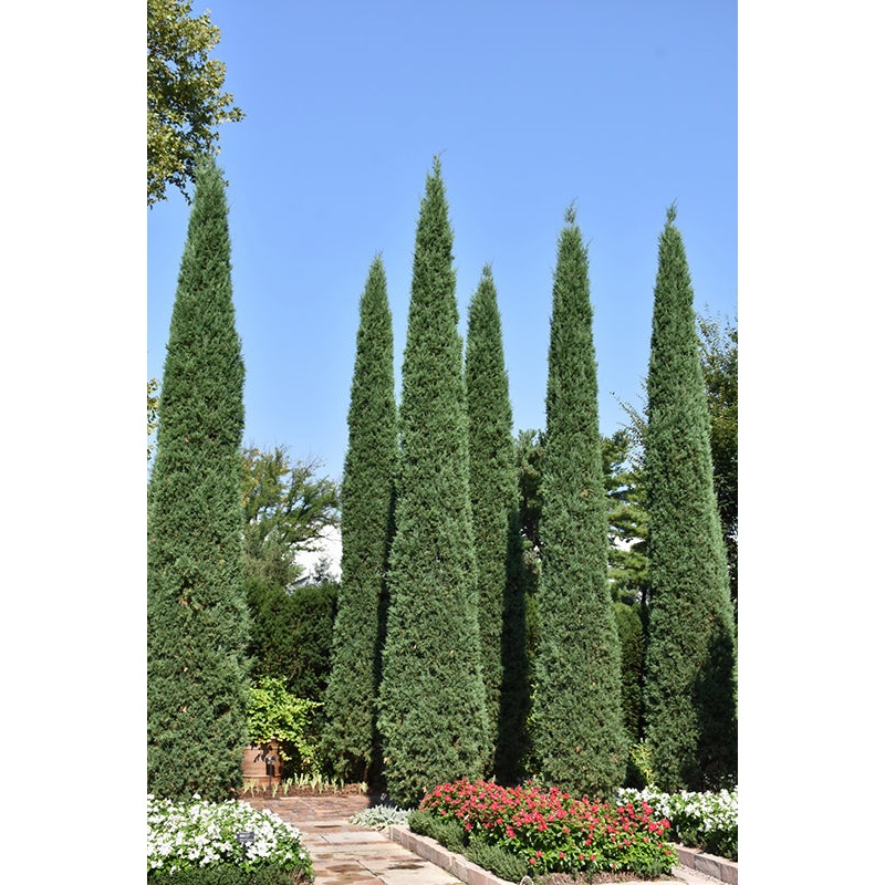 Juniper-Taylor 5’B