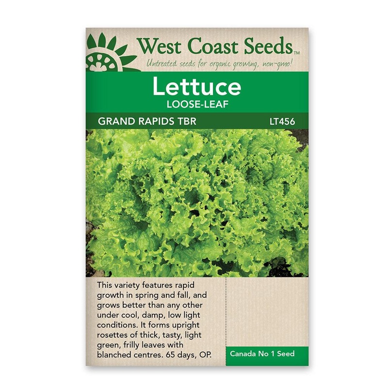 Lettuce Grand Rapids Tbr Seeds