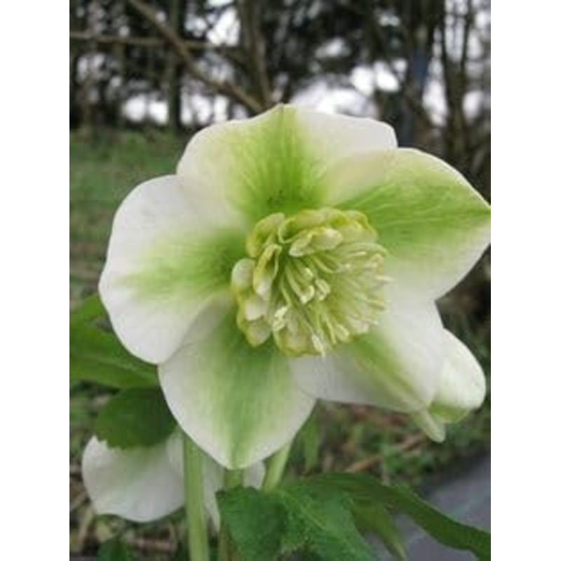 Organic Heirloom Non-GMO Hepatica Seeds for Planting  Early Spring Woodland Blooms 100