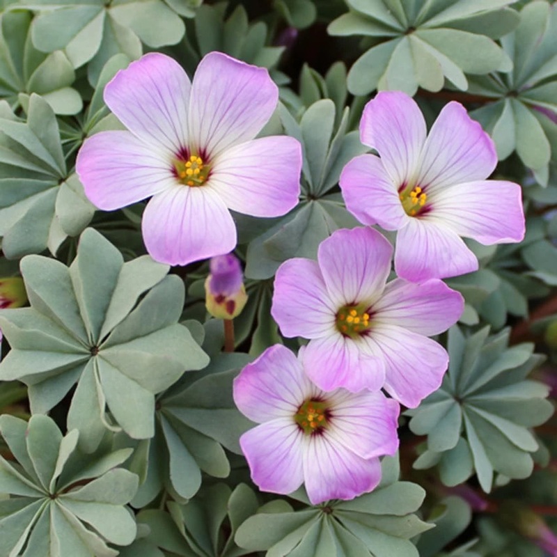 Oxalis Laciniata White Pink Seeds  Organic, Heirloom, Non-GMO Flower Seeds for Planting 100