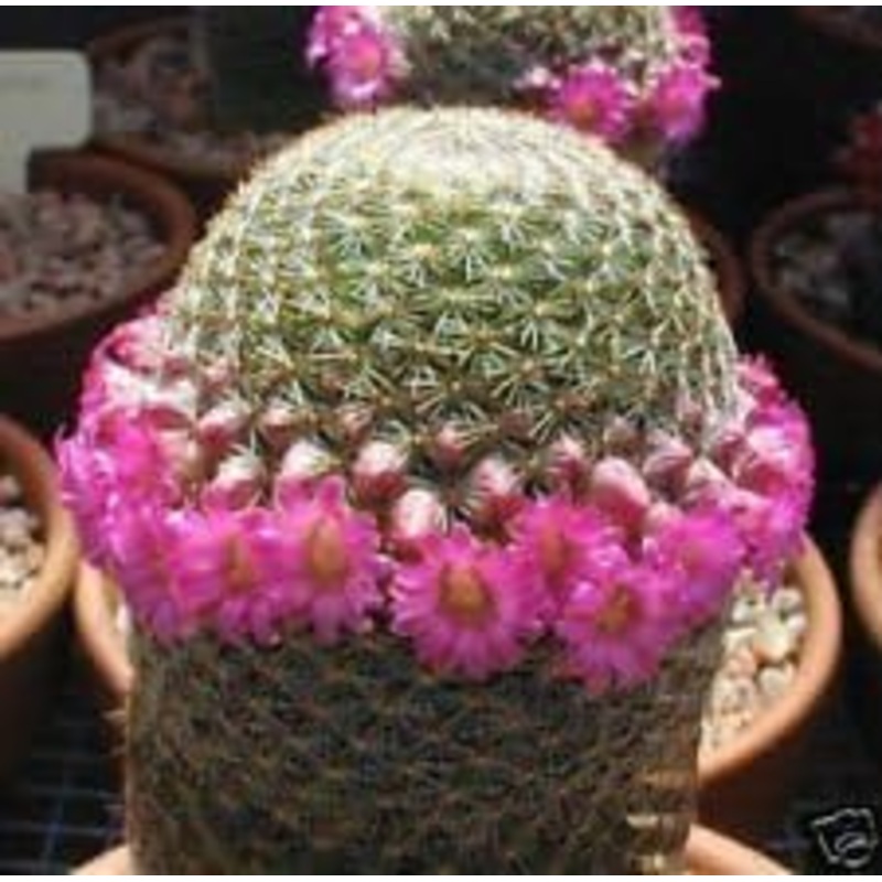 Pink Mammillaria Seeds for Planting  Organic, Heirloom, Non-GMO Plant Seeds 100