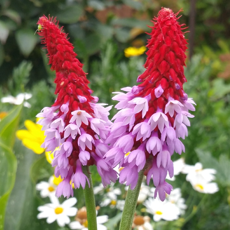 Pink Vialii Flower Seeds  Heirloom Non-GMO Primula Seeds for Striking Garden Borders 100