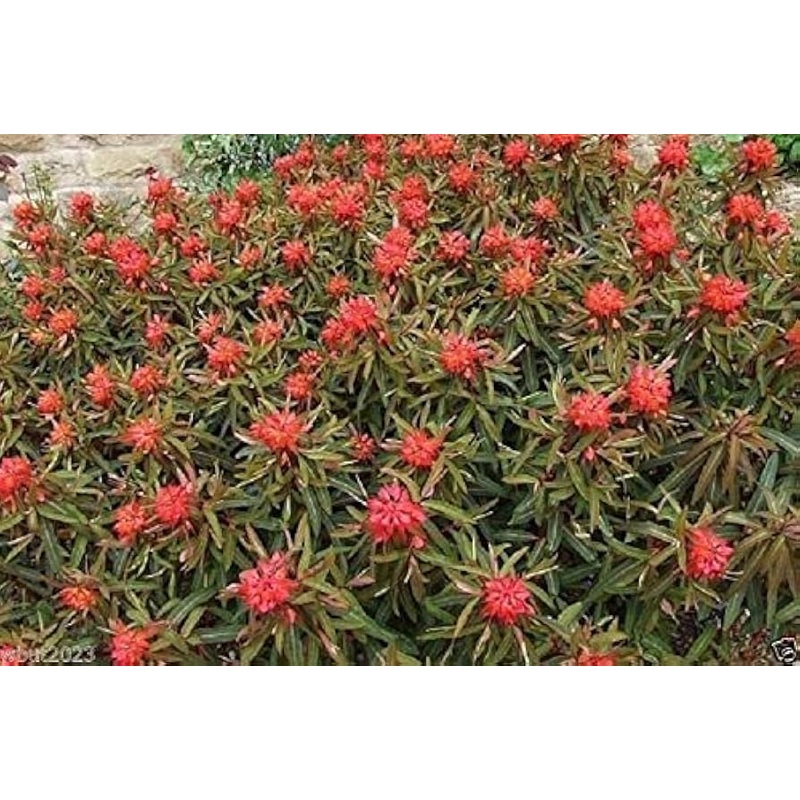 Red Euphorbia Griffithii Flower Seeds for Planting – NON GMO Seeds 100
