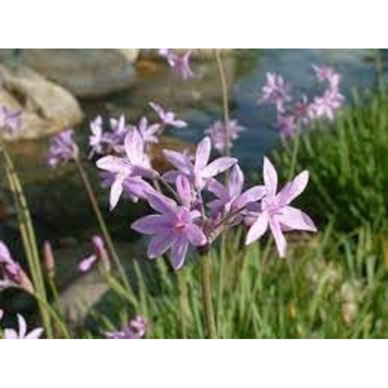 Tulbaghia Flower Seeds for Planting  Fresh, Organic, Heirloom, Non-GMO Society Garlic Seeds 100
