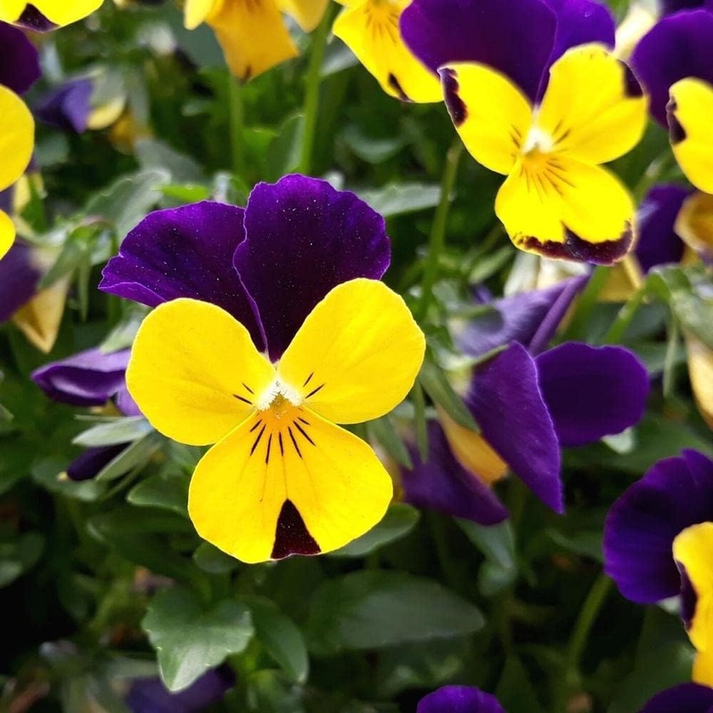 Violet Yellow Pansy Flower Seeds  Non-GMO Seeds for Colorful Garden 100