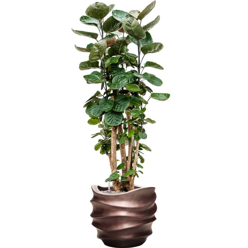 Aralia (polyscias) fabian in Baq Gradient Lee Office Plant With Pot 140cm Height 28.1cm Dia