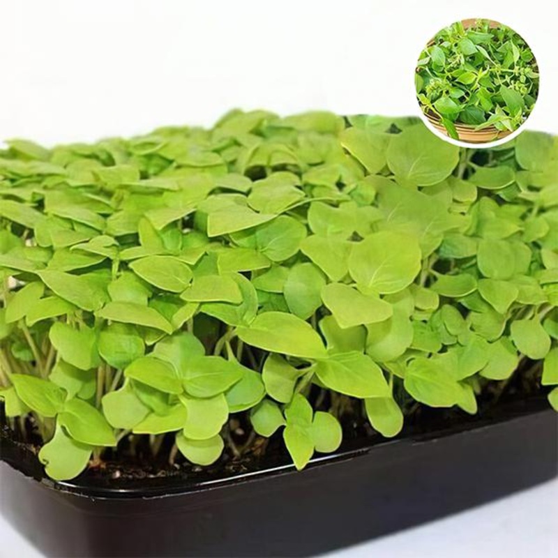 Basil Lemon Basil – Microgreen Seeds