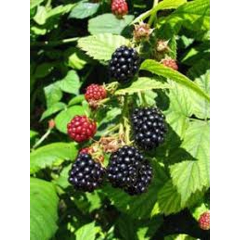 Blackberry-Apache 1C