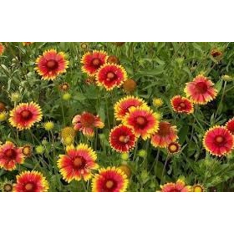 Blanket Flower Wildflower Seeds for Planting -NON GMO Seeds 100