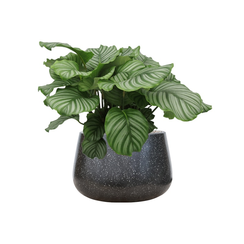 Calathea orbifolia in Baq Terrazzo Office Plant With Pot 71cm Height 31cm Dia