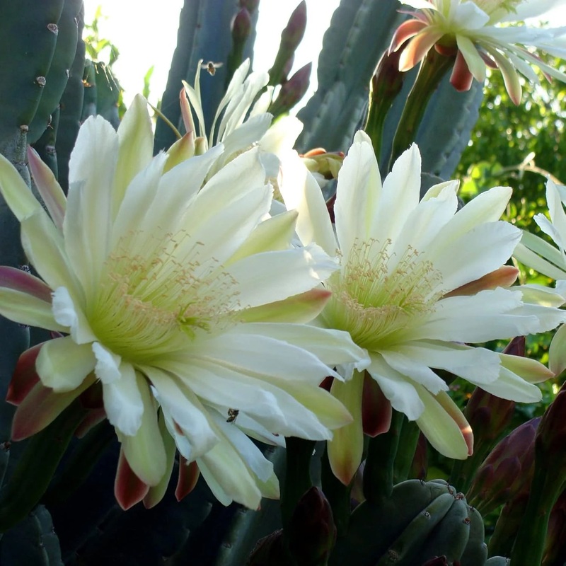 Cereus Flower Seeds for Planting, 100 100
