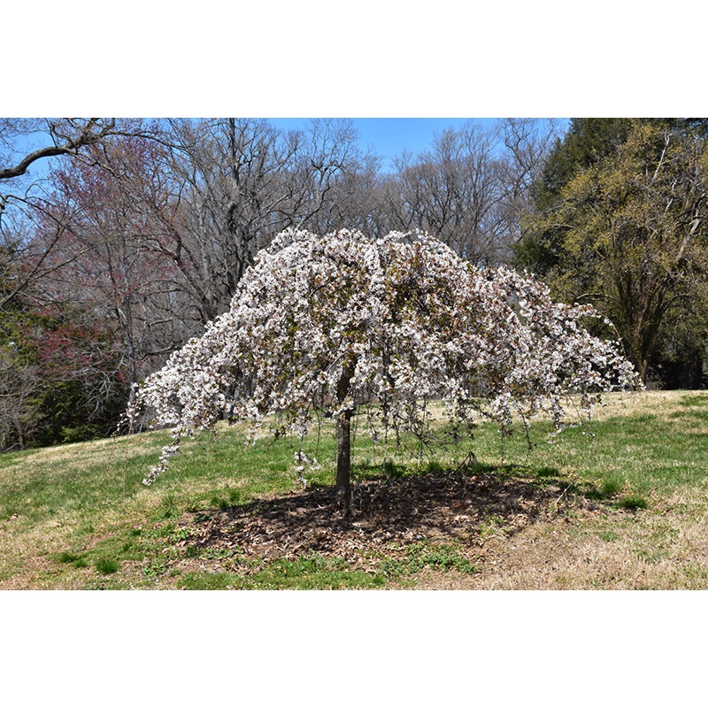 Cherry-Snow Fountain 2.0″B