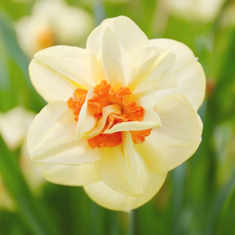 Cream Orange Daffodil Flower Seeds for Planting  Heirloom, Non-GMO Garden Seeds 100