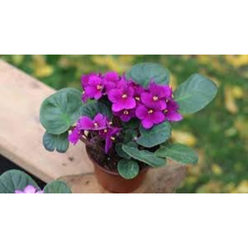 Heirloom African Violet Seeds  Non-GMO Flower Seeds for Planting Colorful Indoor Blooms 100