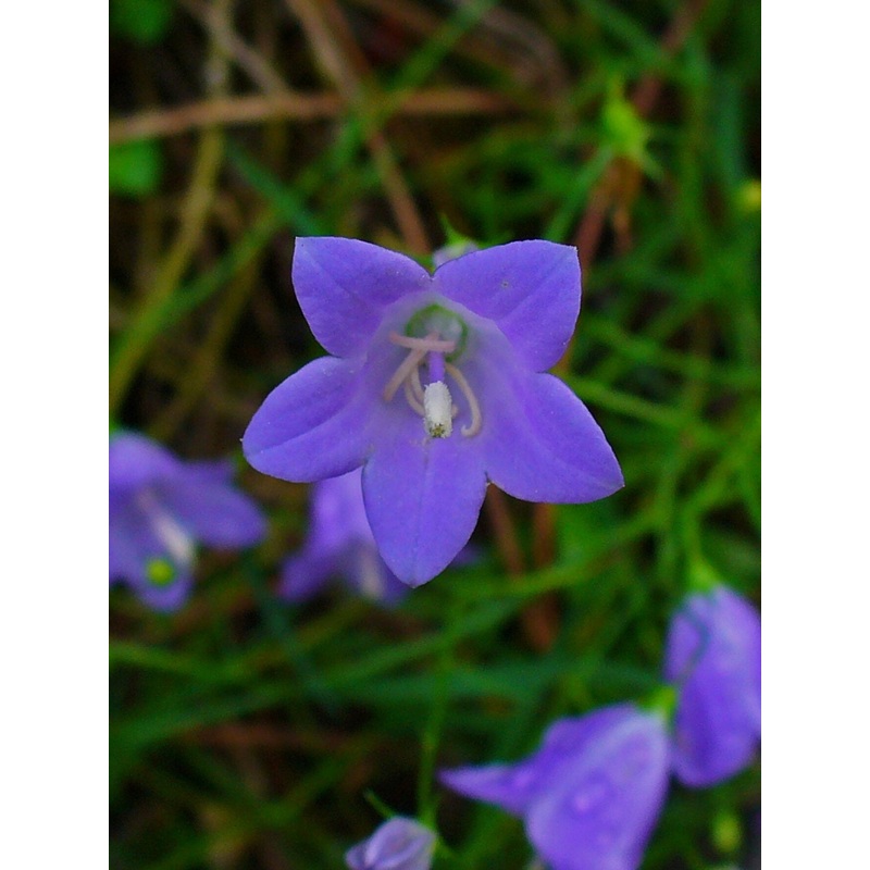 Heirloom Bell Flower Seeds, Non-GMO Charming Blooms for Cottage-Style Garden Planting 100