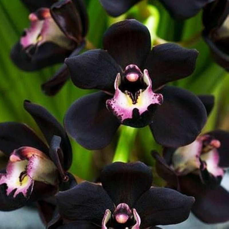Heirloom Non-GMO Black Cymbidium Faberi Flower Seeds for Exotic Garden and Indoor Planting 100