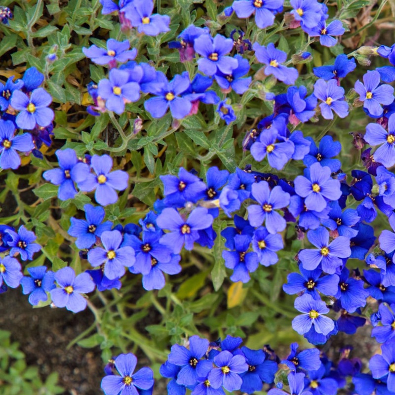 Heirloom Non-GMO Blue Cress Cascade Flower Seeds  Trailing Blooms for Garden Planting 100