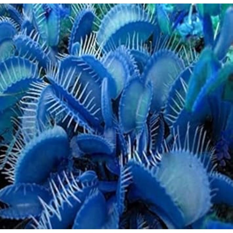 Heirloom Non-GMO Blue Venus Fly Trap Flower Seeds for Planting  Rare Carnivorous Plant Seeds 100