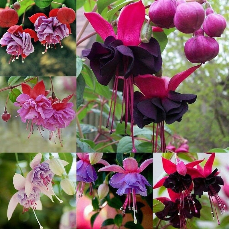 Heirloom Non-GMO Fuchsia Flower Seeds for Planting  Elegant Hanging Garden Blooms 100