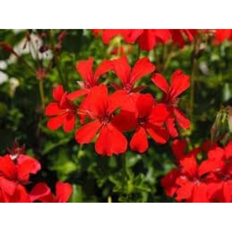 Heirloom Non-GMO Geranium Flower Seeds for Planting  Colorful Blooms for Home Garden 100
