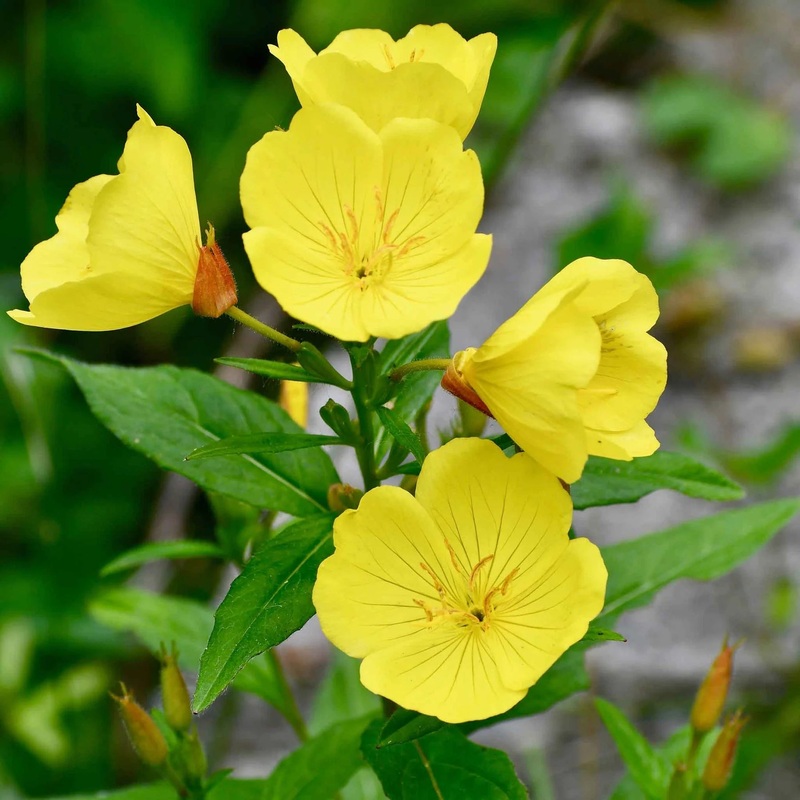 Heirloom Non-GMO Oenothera Biennis Flower Seeds for Planting  Medicinal Evening Primrose Garden Blooms 100