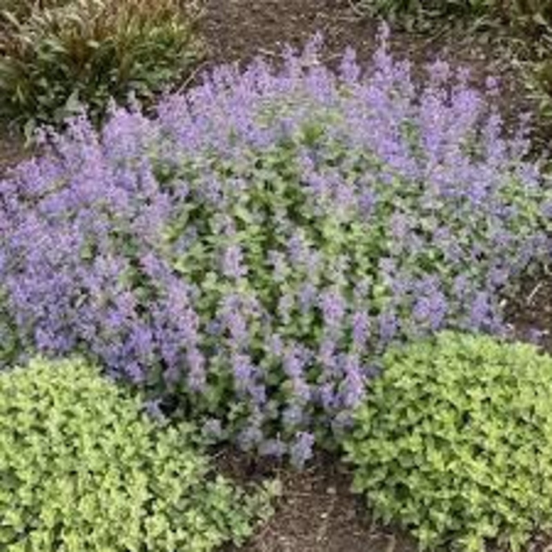Heirloom Non-GMO Persian Catmint Flower Seeds for Planting  Fragrant Ornamental Flower Seeds 100