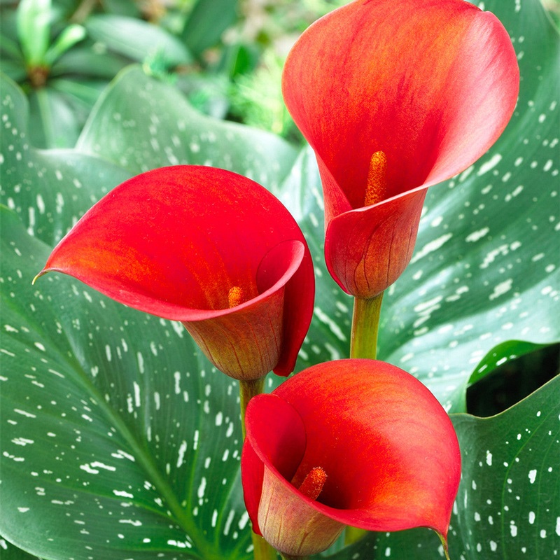 Heirloom Non-GMO Red Zantedeschia Aethiopica Flower Seeds for Planting  Elegant Calla Lily Blooms 100