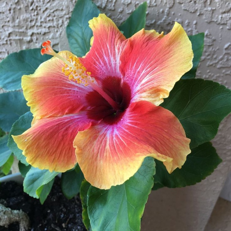 Hibiscus Flower Seeds for Planting  Tropical Blooms, Heirloom, Non-GMO, Flower Seeds 100