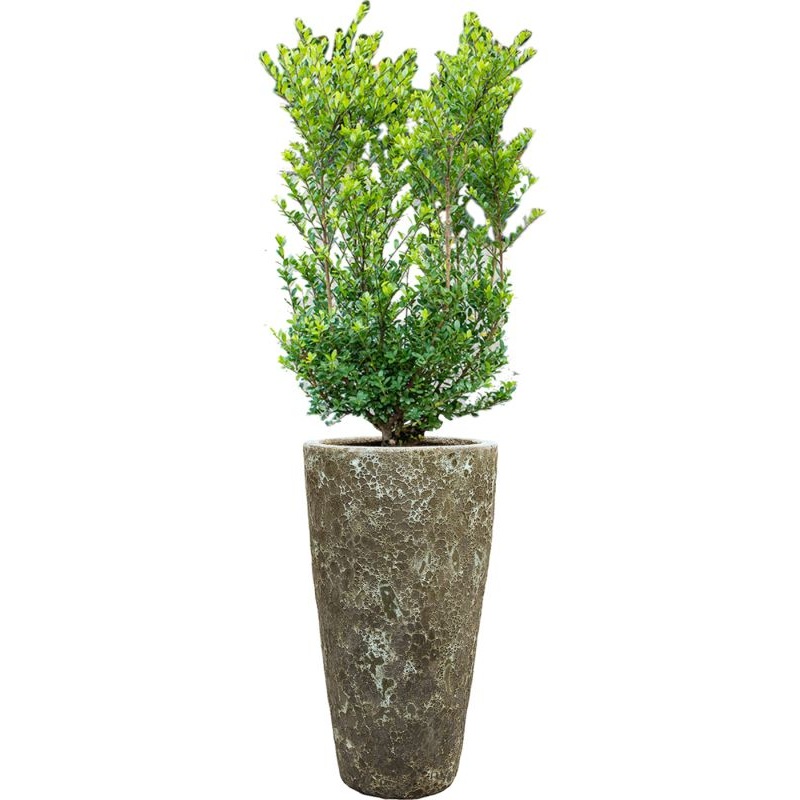 Ilex crenata ‘Dark Green’ in Baq Lava Office Plant With Pot 144cm Height 29cm Dia
