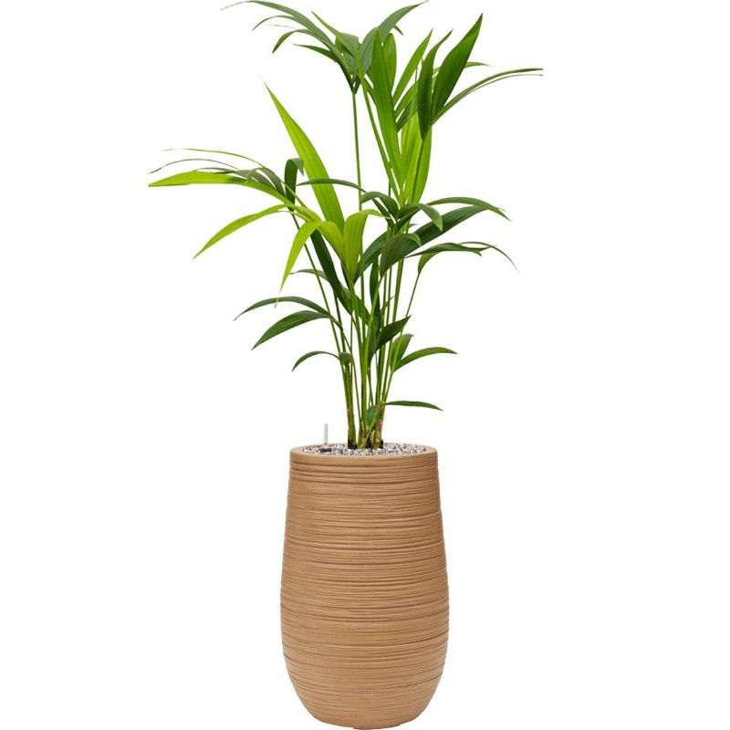 Kentia (Howea) forsteriana in Baq Dune Office Plant With Pot 103cm Height 18cm Dia