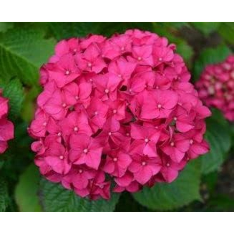 Pink Hydrangea Flower Seeds – 100 pcs 100